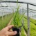 紫穗狼尾草绿化工程用苗，坤盛苗木基地批发