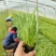 紫穗狼尾草绿化工程用苗，坤盛苗木基地批发