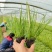 紫穗狼尾草绿化工程用苗，坤盛苗木基地批发