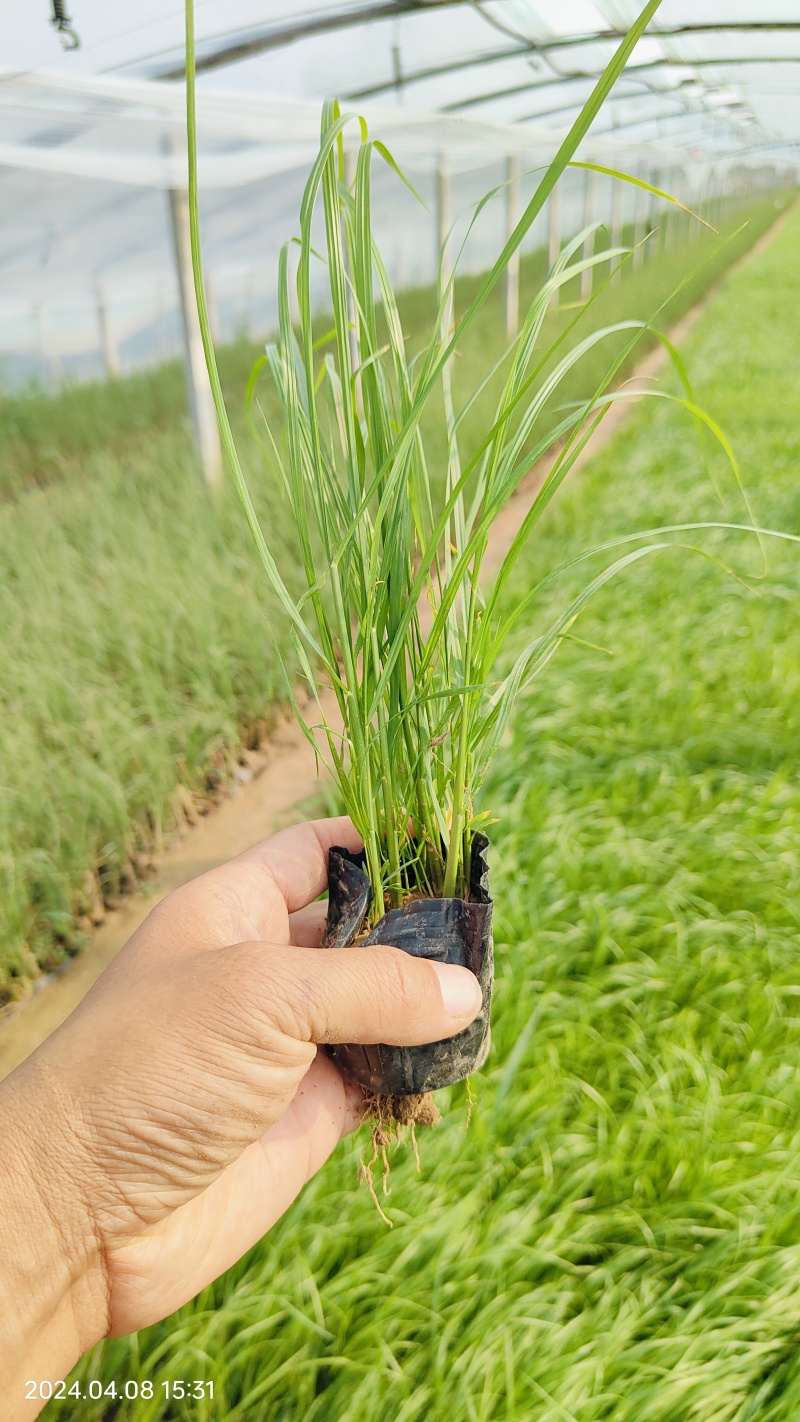 紫穗狼尾草绿化工程用苗，坤盛苗木基地批发
