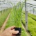 紫穗狼尾草绿化工程用苗，坤盛苗木基地批发
