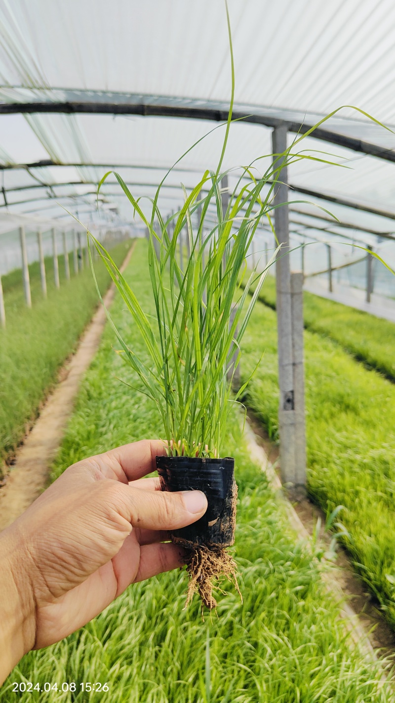 紫穗狼尾草绿化工程用苗，坤盛苗木基地批发