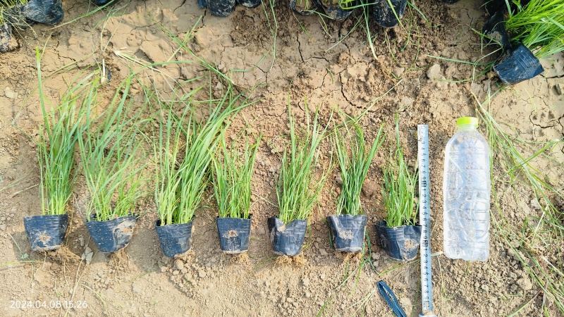 紫穗狼尾草绿化工程用苗，坤盛苗木基地批发
