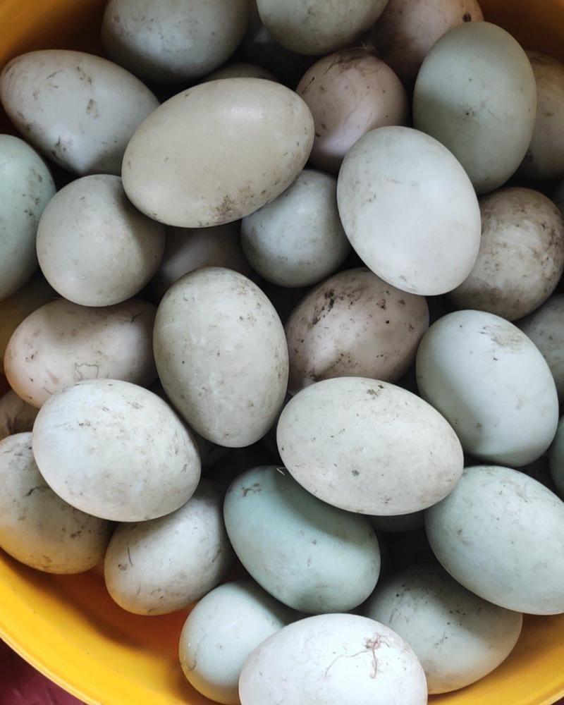 黑鸭白嗉种蛋