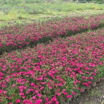 石竹20000，有两个颜色的花，欢迎老板采购