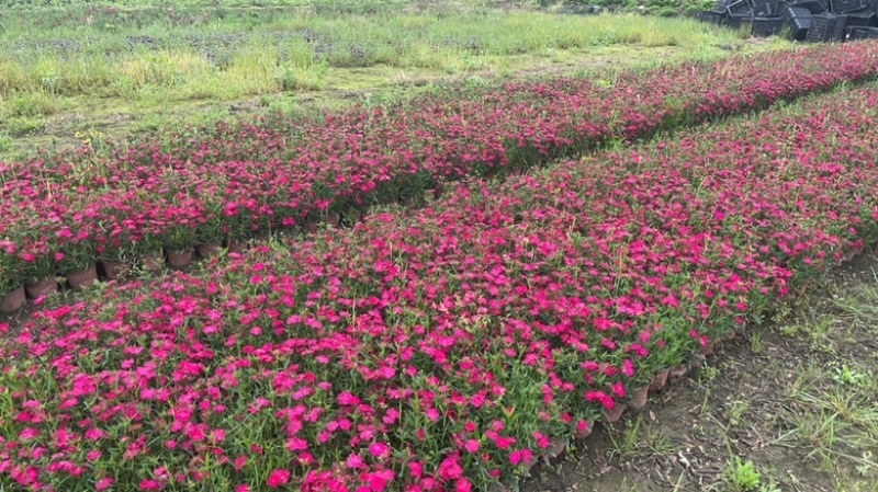 石竹20000，有两个颜色的花，欢迎老板采购