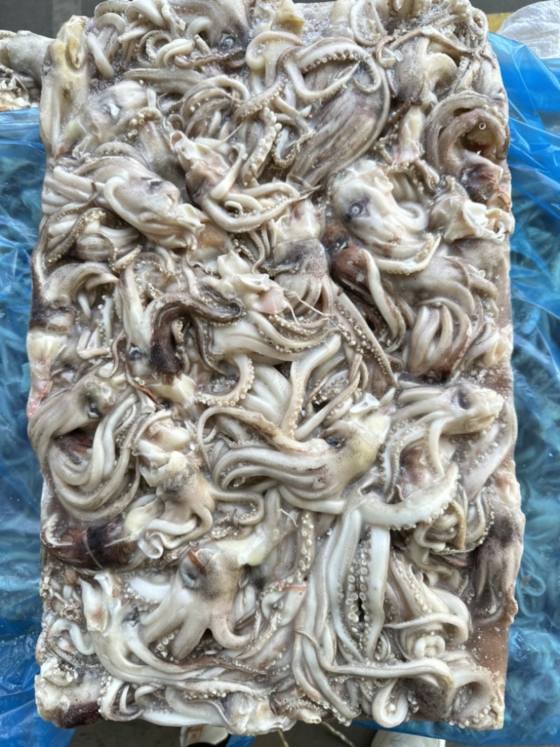 船冻原料鱿鱼头，规格69/90克，原汁货，无泡发，