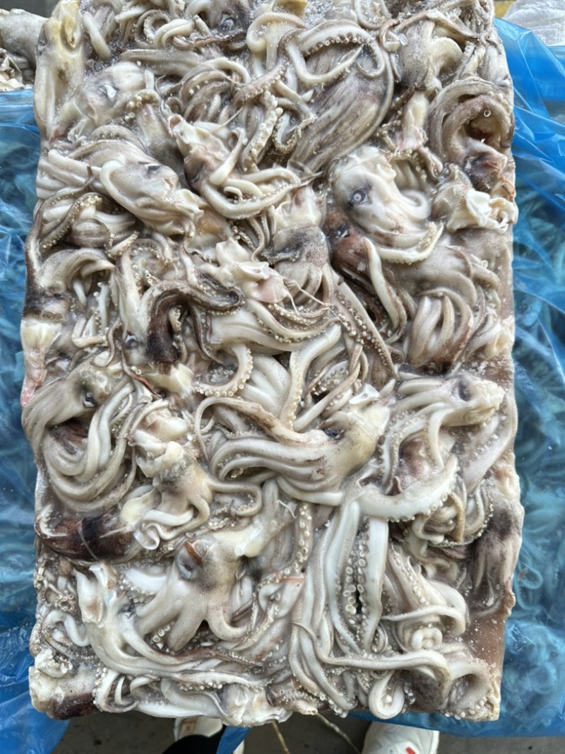 船冻原料鱿鱼头，规格69/90克，原汁货，无泡发，