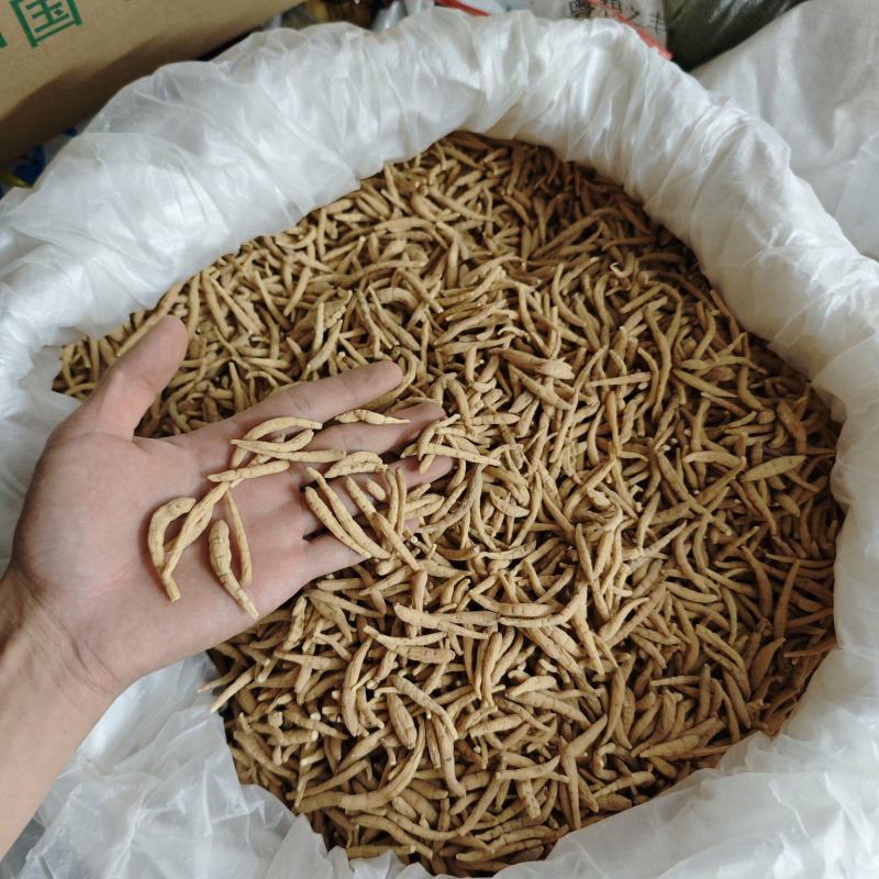 纯无硫磺太子参，大条无异味，粉甜，新货