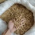 纯无硫磺太子参,大条无异味,粉甜,新货