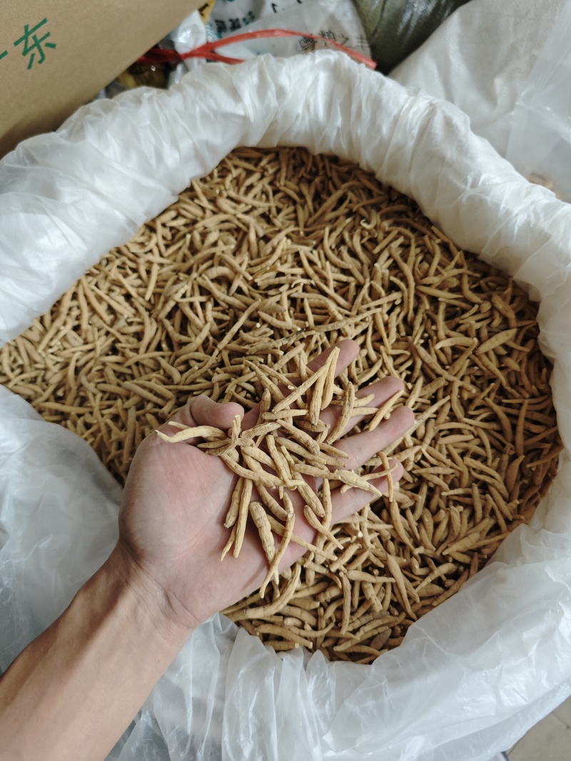 纯无硫磺太子参，大条无异味，粉甜，新货