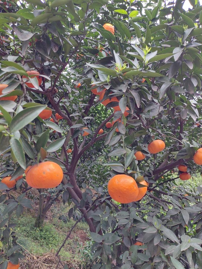 柑橘（二月红）