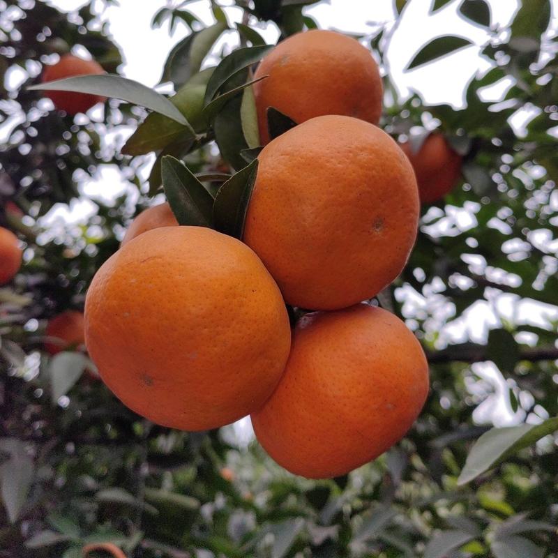 柑橘（二月红）