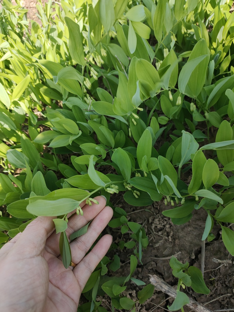 优质玉竹种苗3年露天驯化苗苗产量高存活率高