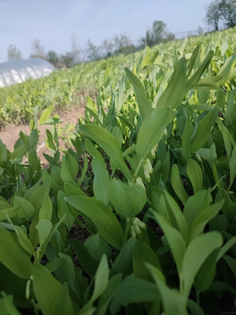优质玉竹种苗3年露天驯化苗苗产量高存活率高