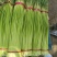 精品红帽蒜苔新蒜薹长度70公分产区一手货源大量供应