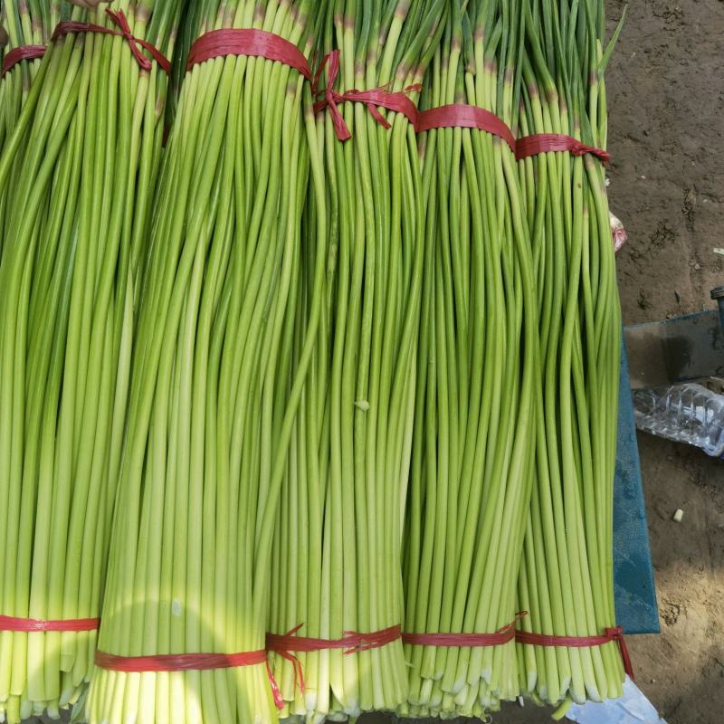 精品红帽蒜苔新蒜薹长度70公分产区一手货源大量供应