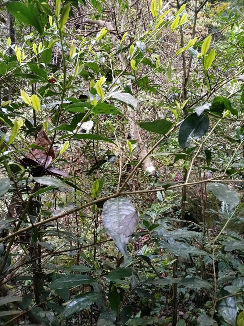 高山绿茶