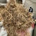 白前白前草水杨柳保庆药业干净货无杂质白前