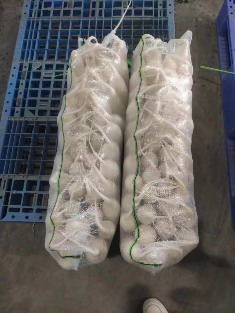 湖北精品白萝卜大量上市品质保证量大从优欢迎联系