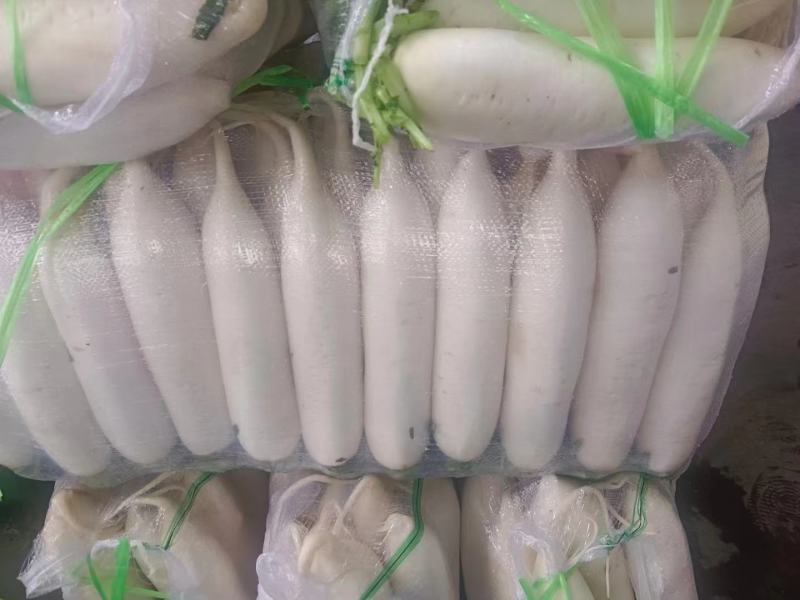 湖北精品白萝卜大量上市品质保证量大从优欢迎联系