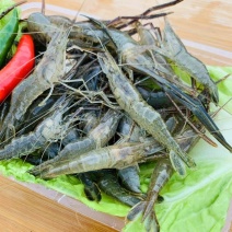 微山湖野生河虾新鲜的活虾速冻淡水小河虾急冻小草虾青虾醉虾
