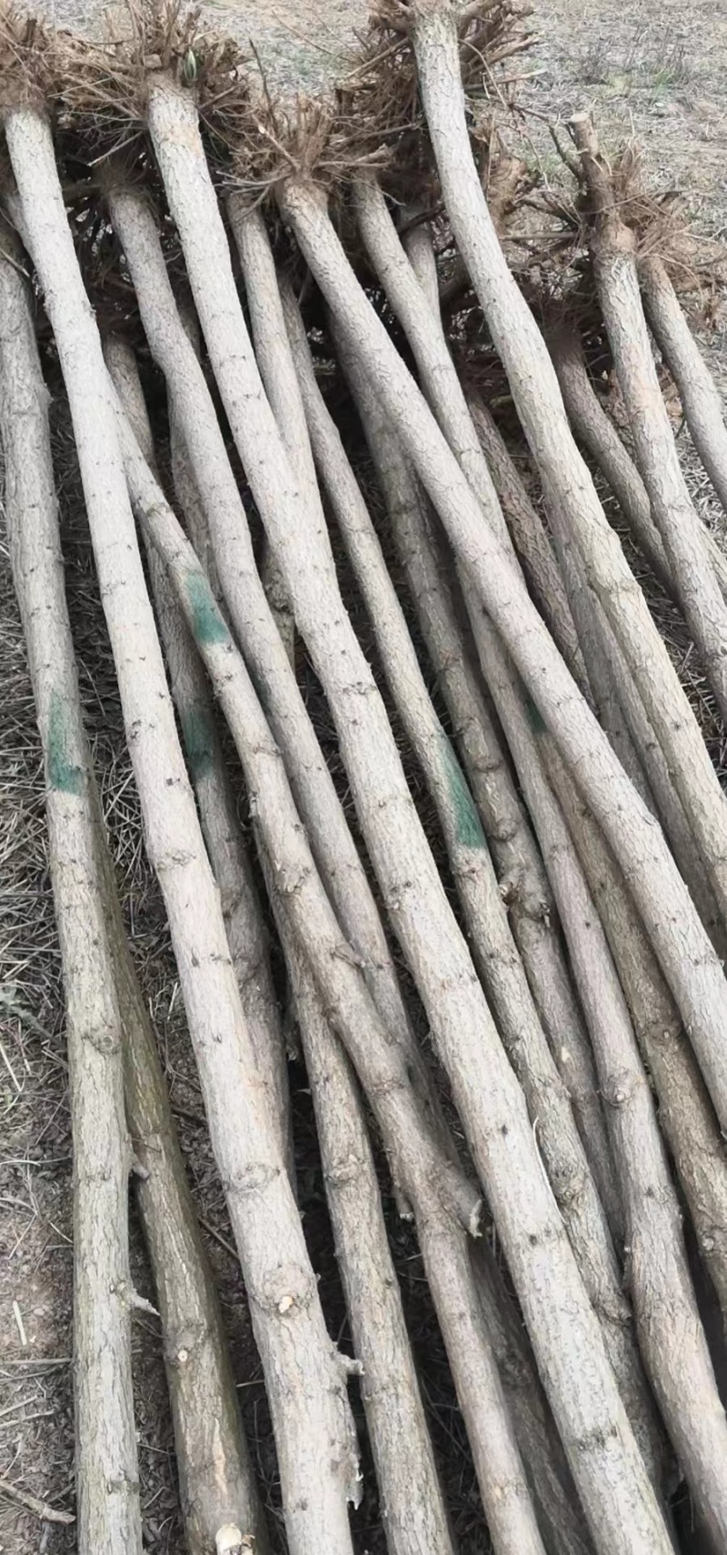 栾树大量有货量大6~8cm6~8cm2.5~3米