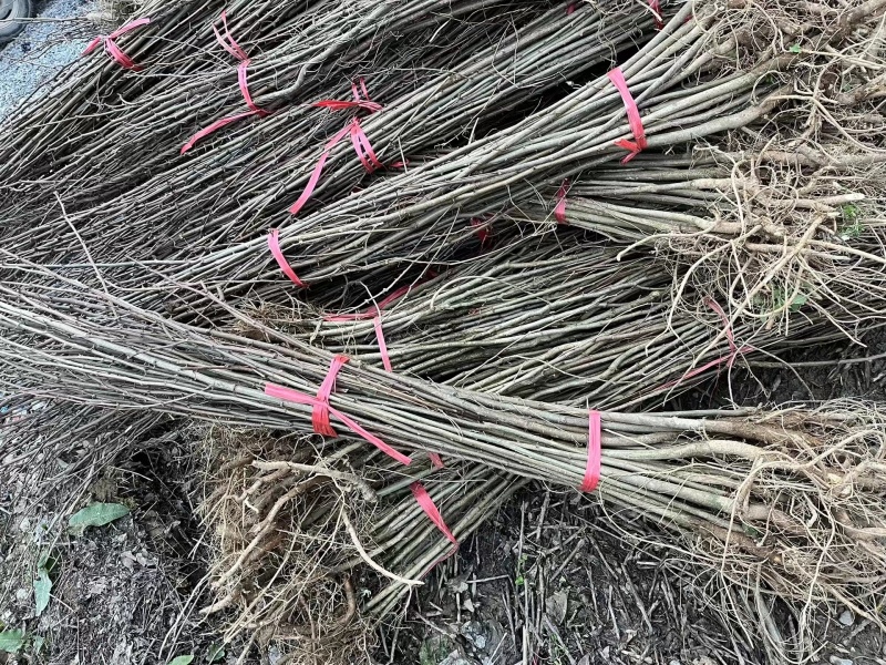 栾树大量有货量大6~8cm6~8cm2.5~3米