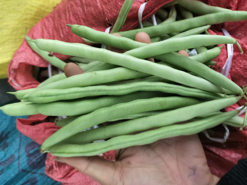 新苗四季豆准备大量上市了