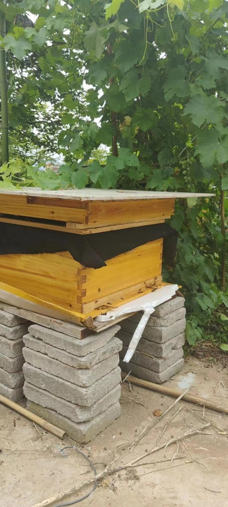 蜂蜜，土蜂蜜，秦岭野生土蜂蜜