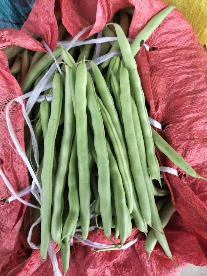 新苗四季豆准备大量上市了