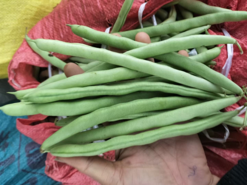 新苗四季豆准备大量上市了