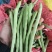 新苗四季豆准备大量上市了