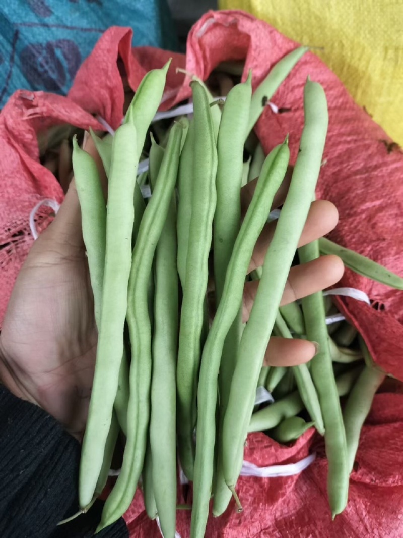新苗四季豆准备大量上市了