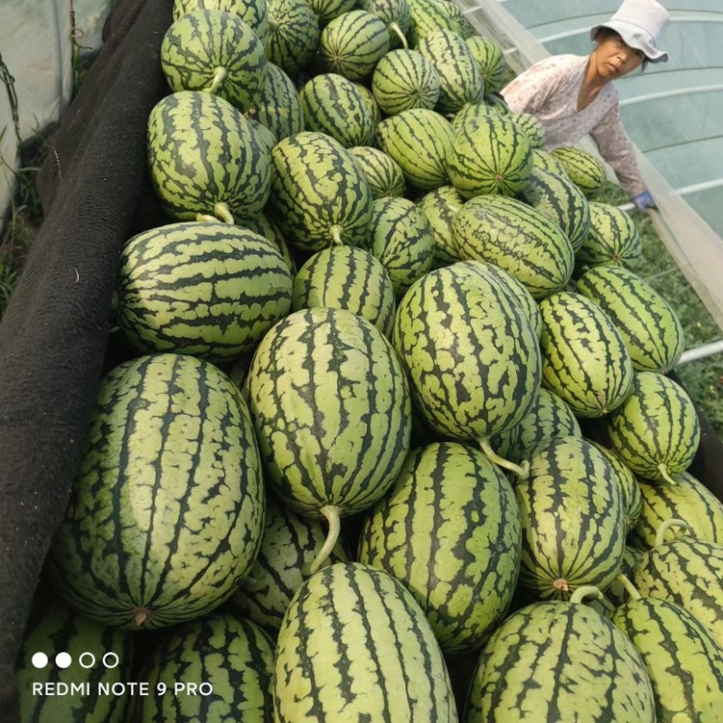 全美2k西瓜，手撕糖丸西瓜，口口脆，产地直供