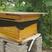 蜂蜜，土蜂蜜，家养蜂蜜