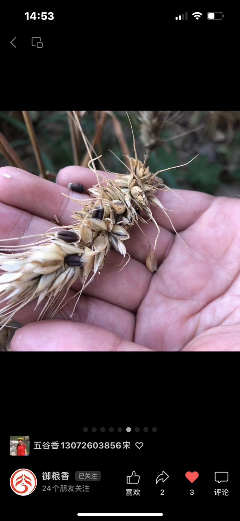 黑小麦现货，色选，毛粮，一手货源，量大价格优惠