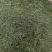 春茶龙井恩施玉露二级口粮茶批发