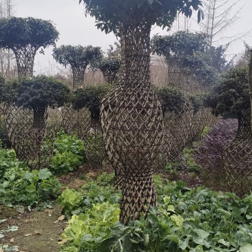 桂花花瓶，2米高