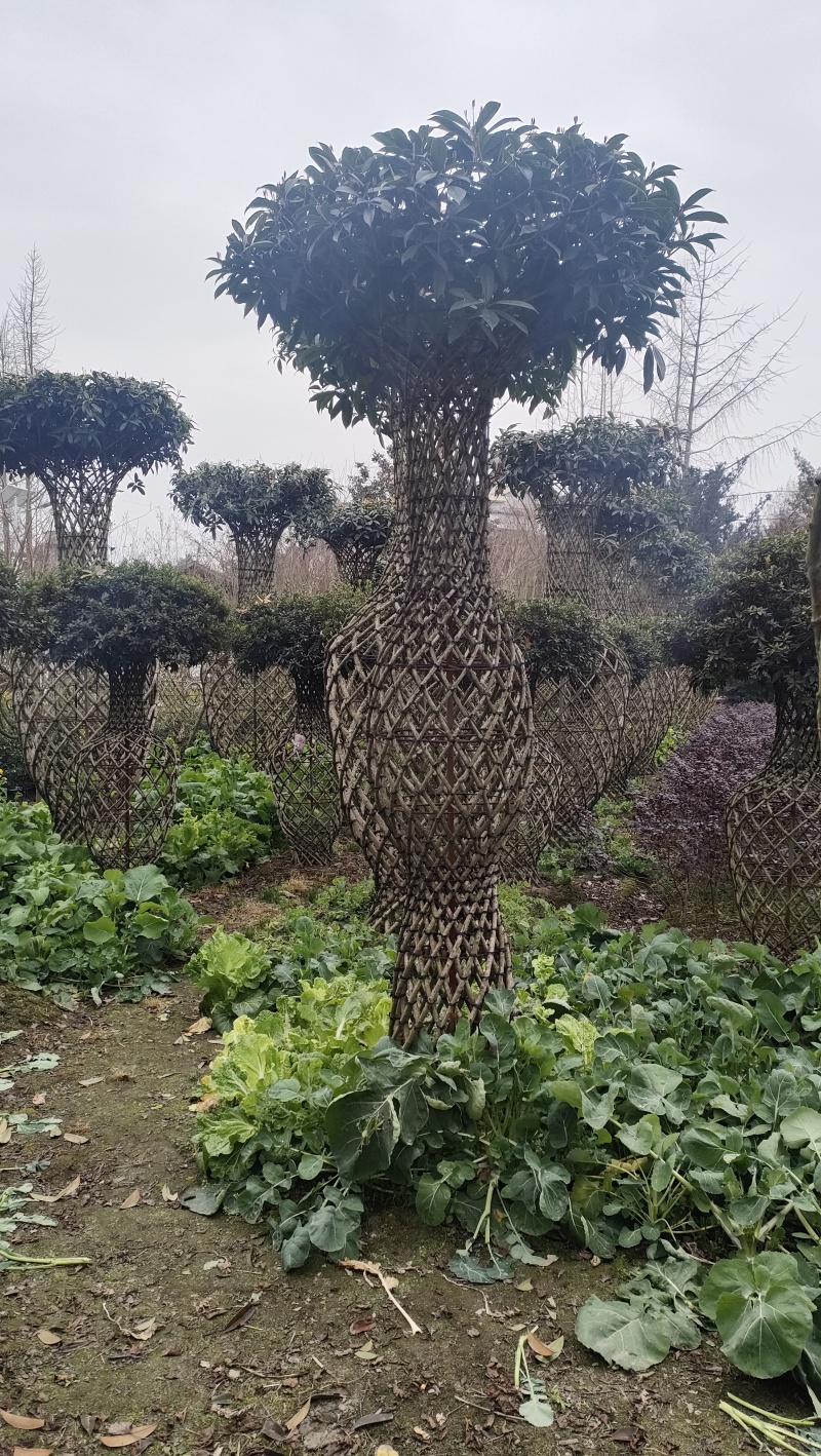 桂花花瓶，2米高