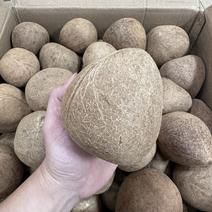 椰皇椰子干椰子椰子王椰子皇批发预包装销售大量供应