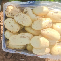 精品肥城荷兰十五新土豆品质好一手货源量大从优