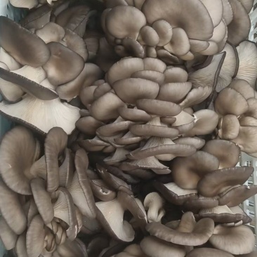 山东聊城平菇鲜平菇大量供应，基地直发，量大从优价格美丽