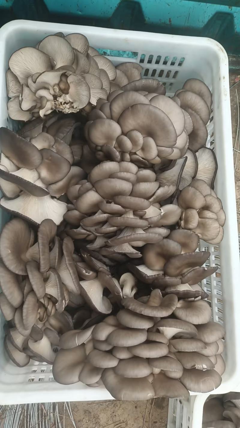 山东聊城平菇鲜平菇大量供应，基地直发，量大从优价格美丽