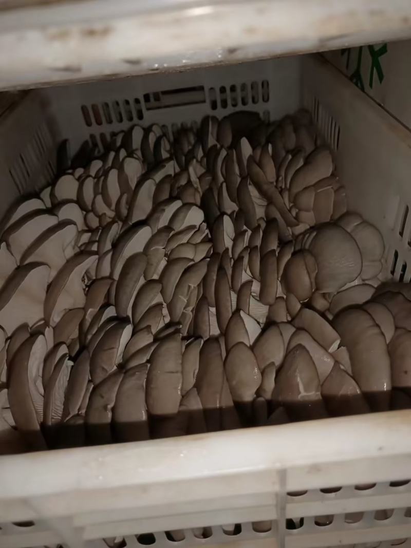 山东聊城平菇鲜平菇大量供应，基地直发，量大从优价格美丽