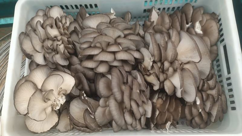 山东聊城平菇鲜平菇大量供应，基地直发，量大从优价格美丽