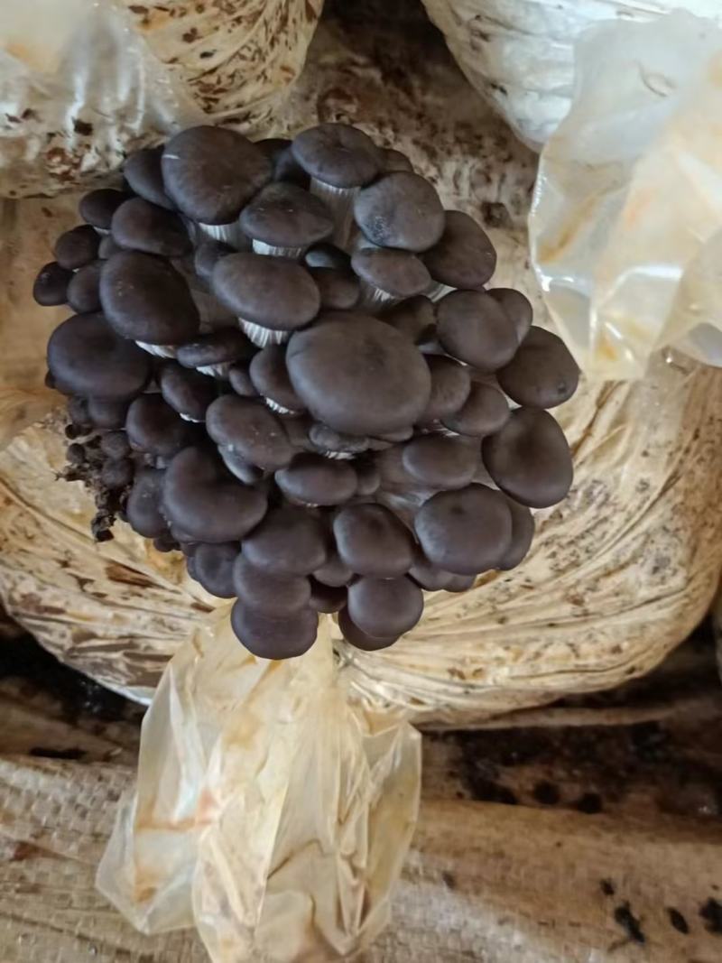 山东聊城平菇鲜平菇大量供应，基地直发，量大从优价格美丽