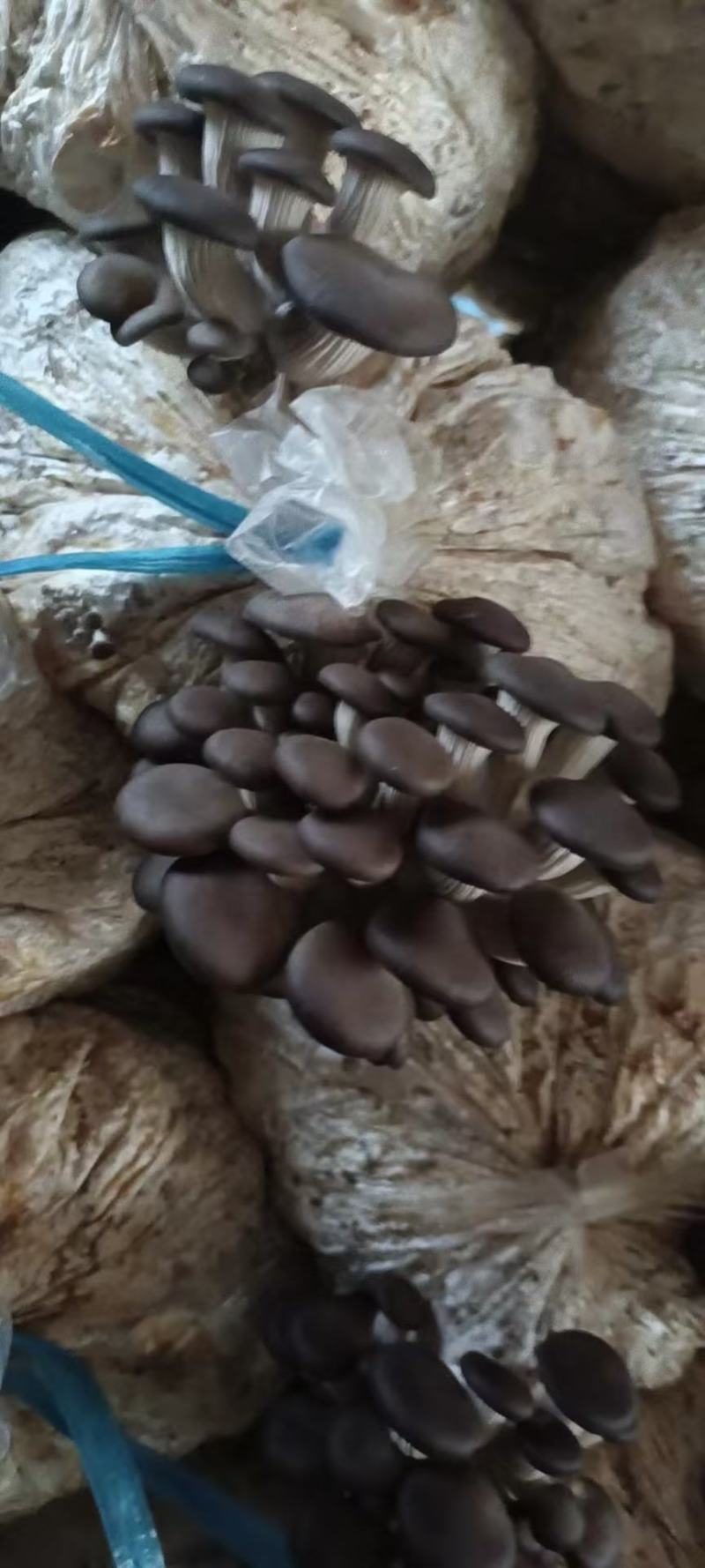 山东聊城平菇鲜平菇大量供应，基地直发，量大从优价格美丽