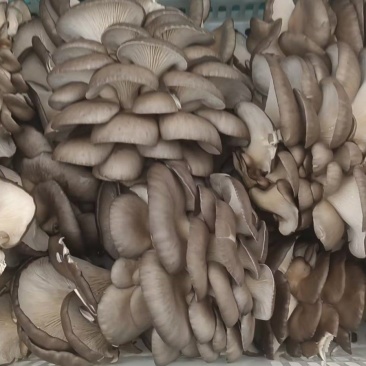 【精品】平菇山东聊城基地直发鲜平菇，量大从优产地直发