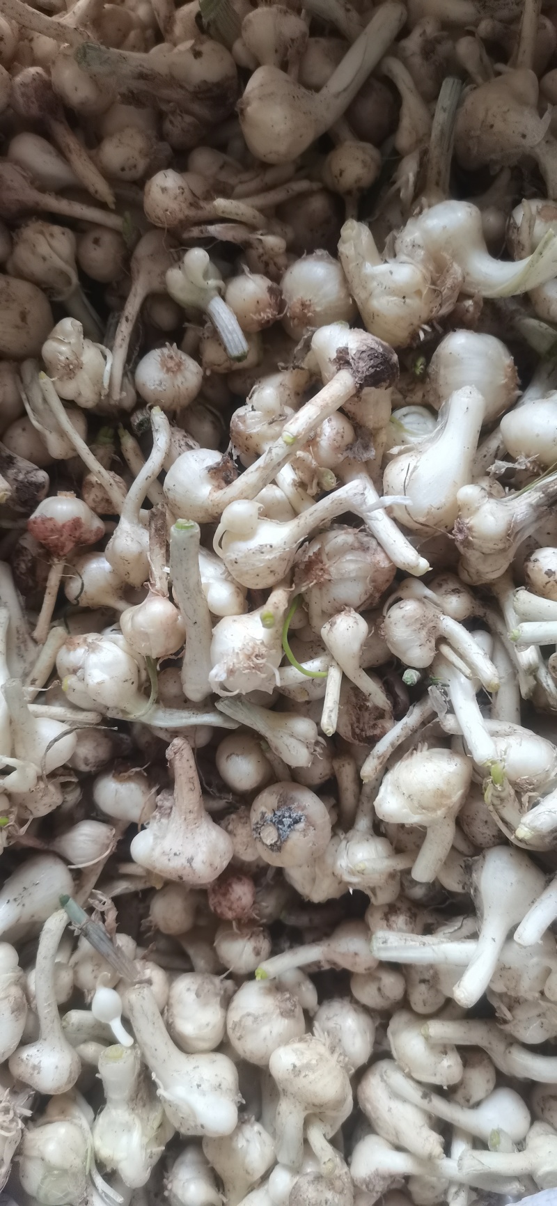 薤白野葱苦蒜葱果贵州野生货当季新货鲜货上市